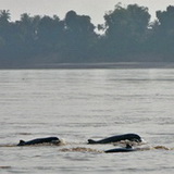 Kratie - Irrawaddy dolphins